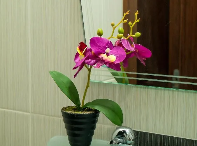 Sea View * פרימורסקו